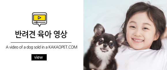 반려견 육아 영상